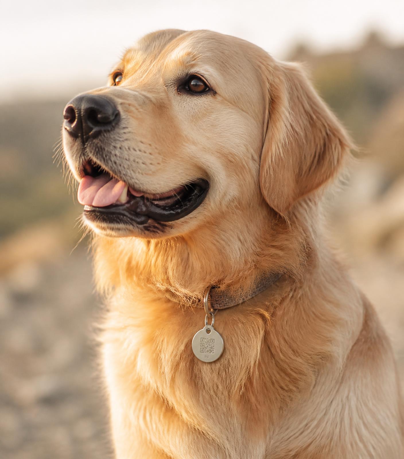 Golden retriever wearing a Petyhub smart QR pet tag on its collar
